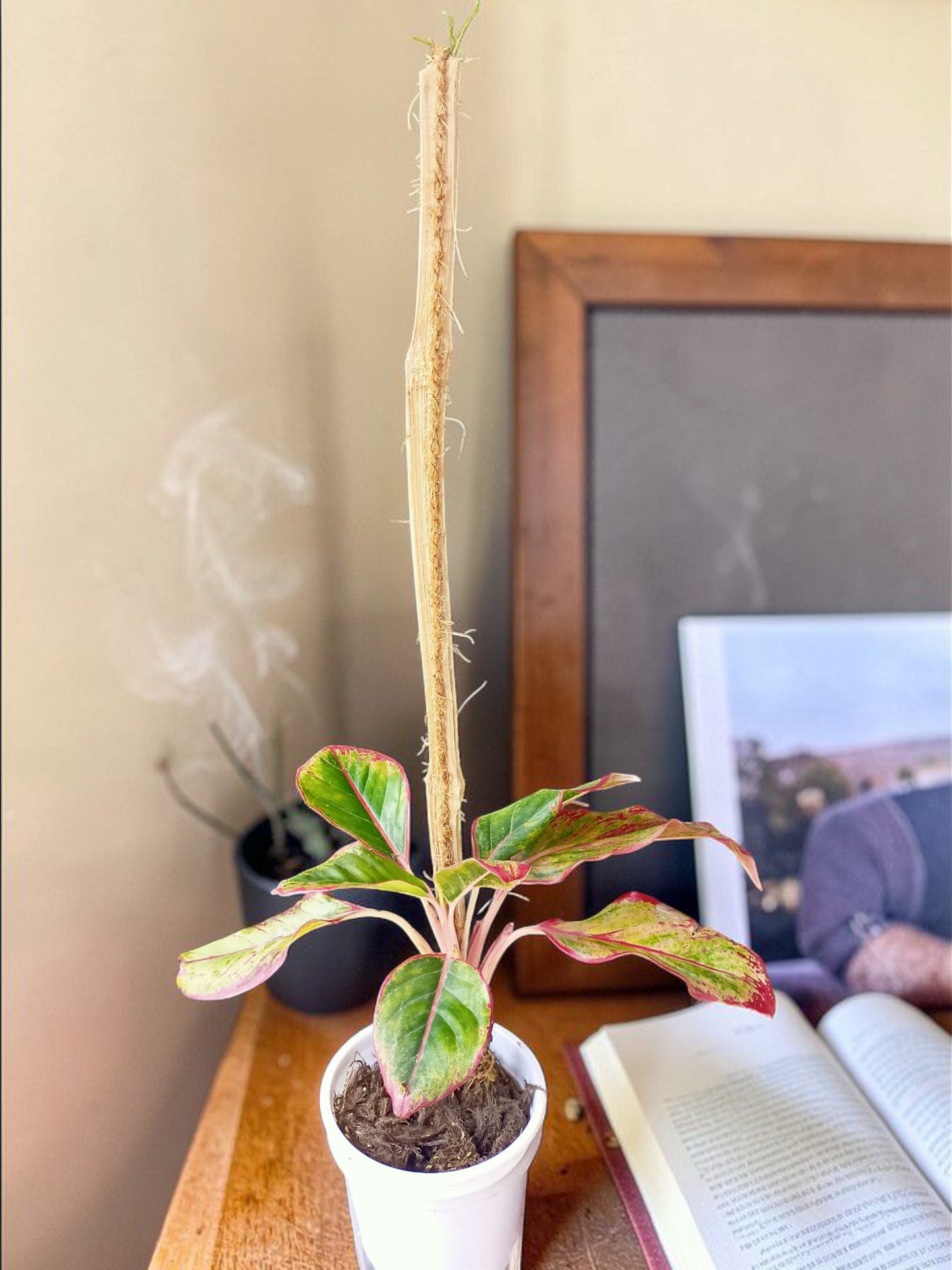 Ascend-Flow Aglaonema I Self Watering Potted Plant & 3ft Moss Stick