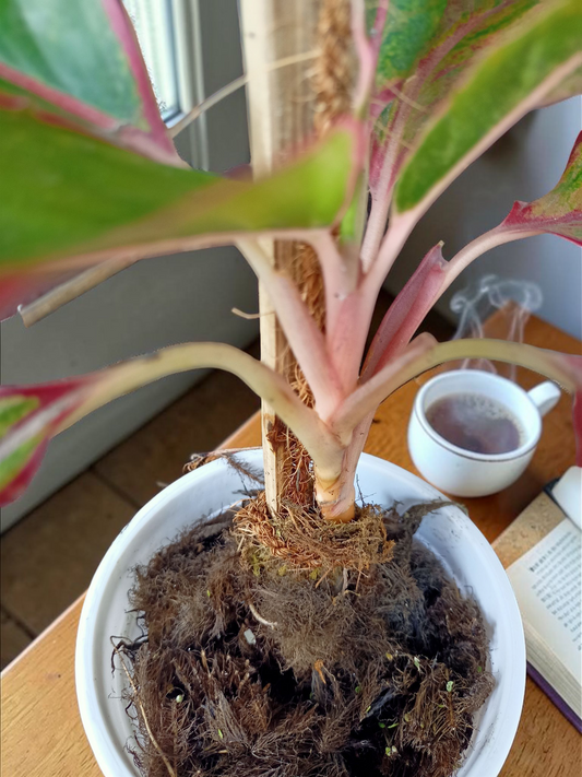 Ascend-Flow Aglaonema I Self Watering Potted Plant & 3ft Moss Stick