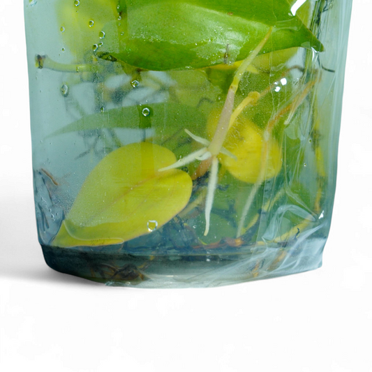 Bare-Plant | Premium Neon Money Plant (Bare-Root & Travel-Ready) Pack of 5