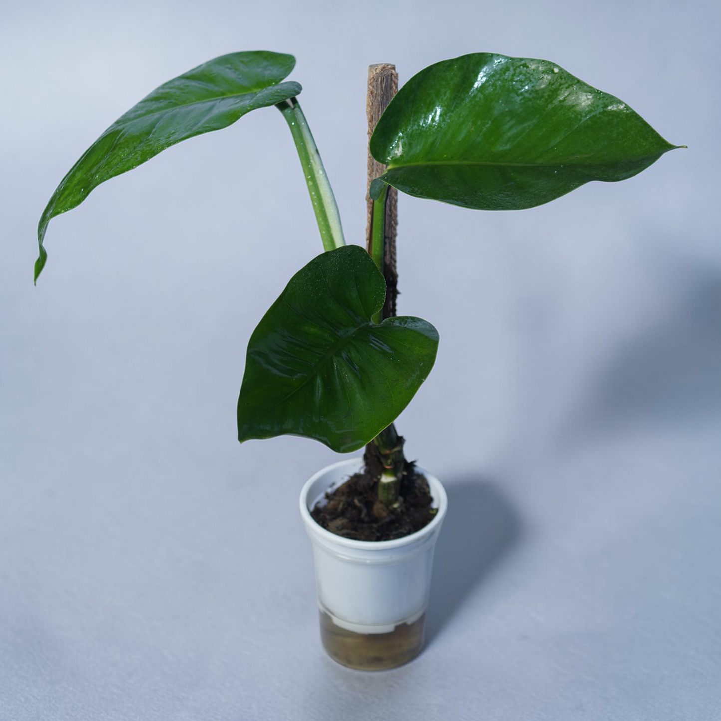 Big Money Plant - Philodendron Gloriosum (No Variegation)
