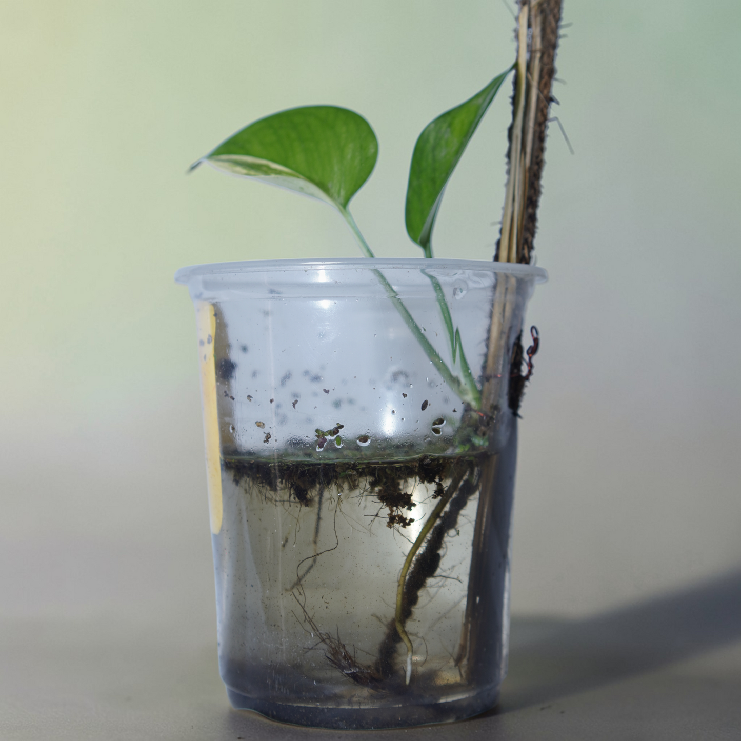 Philodendron hederaceum (Sweetheart Plant) – Classic green form