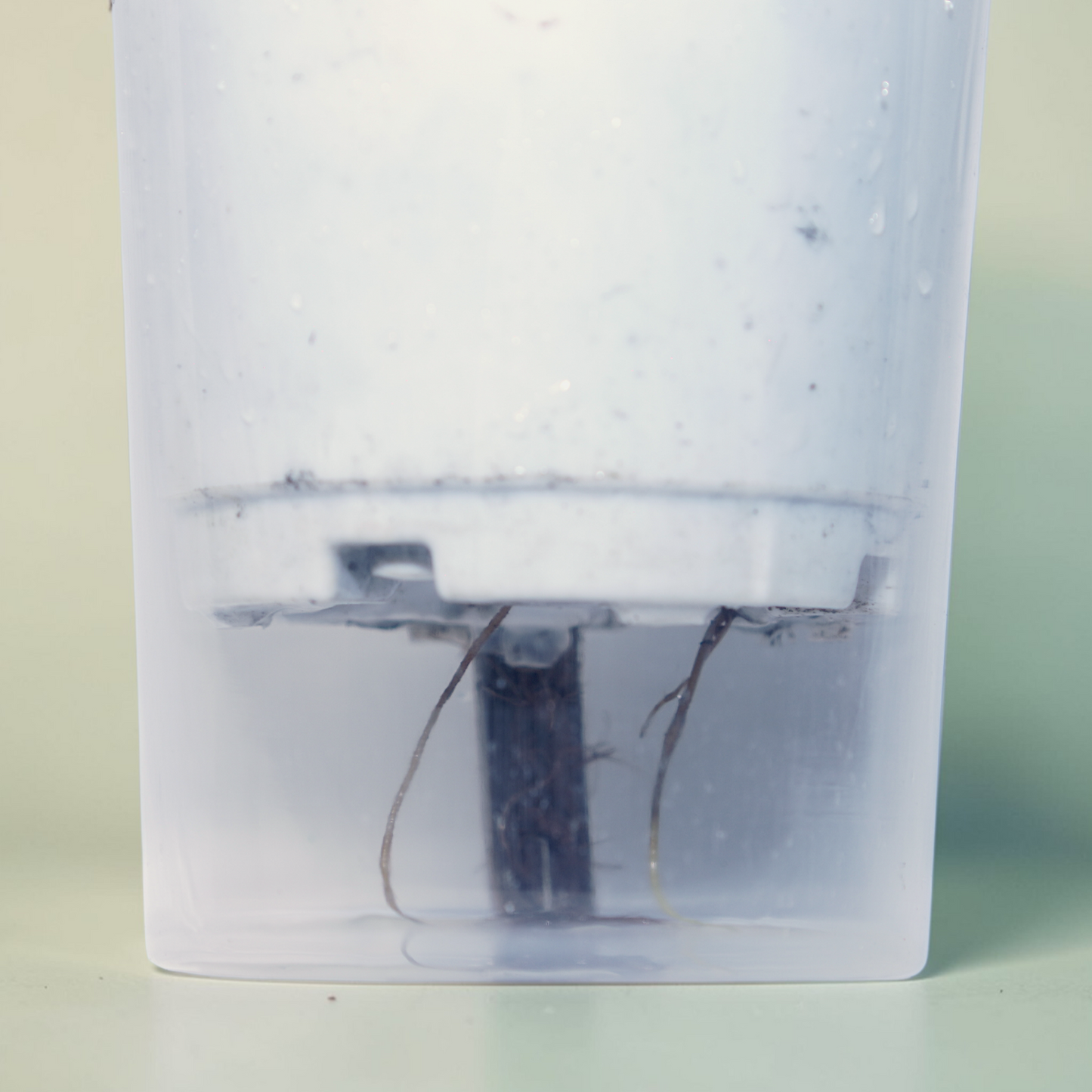 Syngonium podophyllum 'Red Heart' (Arrowhead Plant) – Maroon heart-shaped leaves