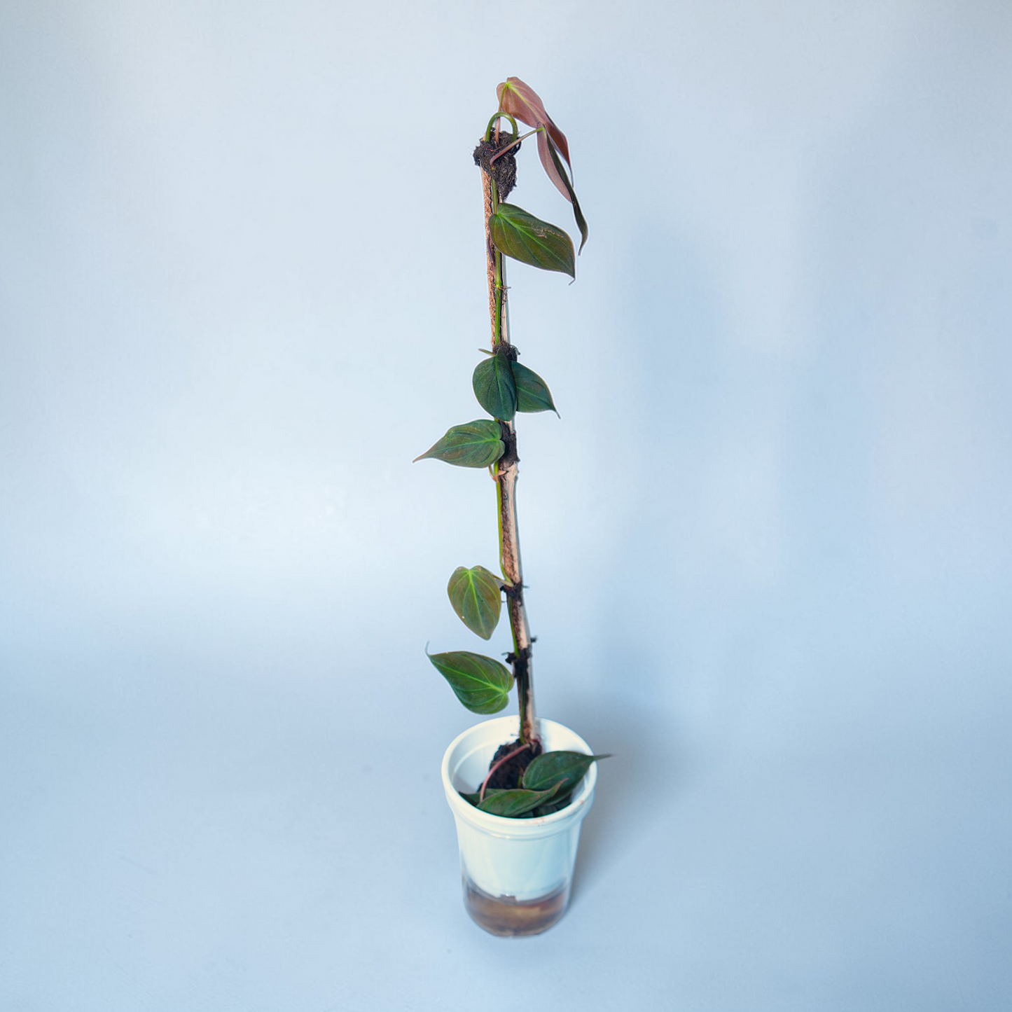 Philodendron erubescens 'Pink Princess' Variegated cultivar with pink splashes