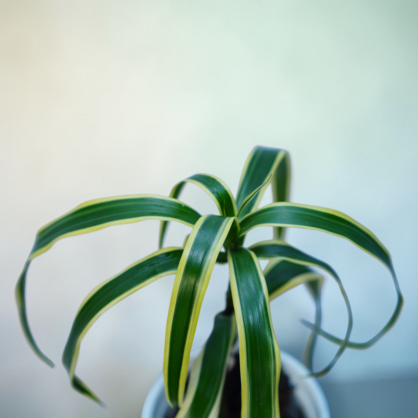 Variegated Dracaena Cane (fragrans 'Lemon Lime')