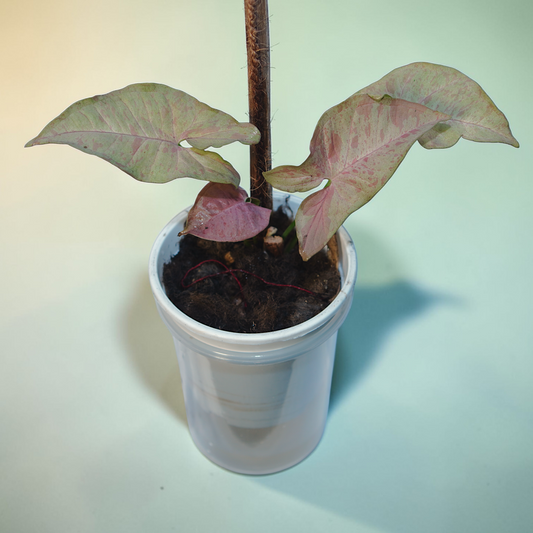 Syngonium podophyllum (Arrowhead Plant / Arrowhead Vine / Nephthytis)