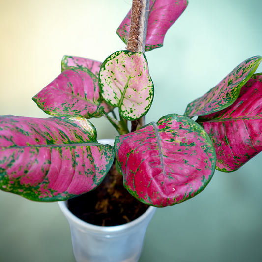 Aglaonema 'Pink Splash' – highly variegated (pink-dominant foliage with green speckles)