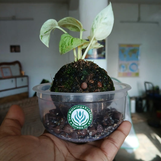 Tabletop Kokedama Plant - Variegated Pothos - Unique Indoor Decor