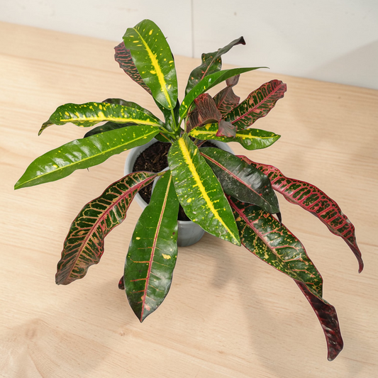 Aero Loop | Croton (Gold Dust) | Soil-less Self-Watering Potted Plant