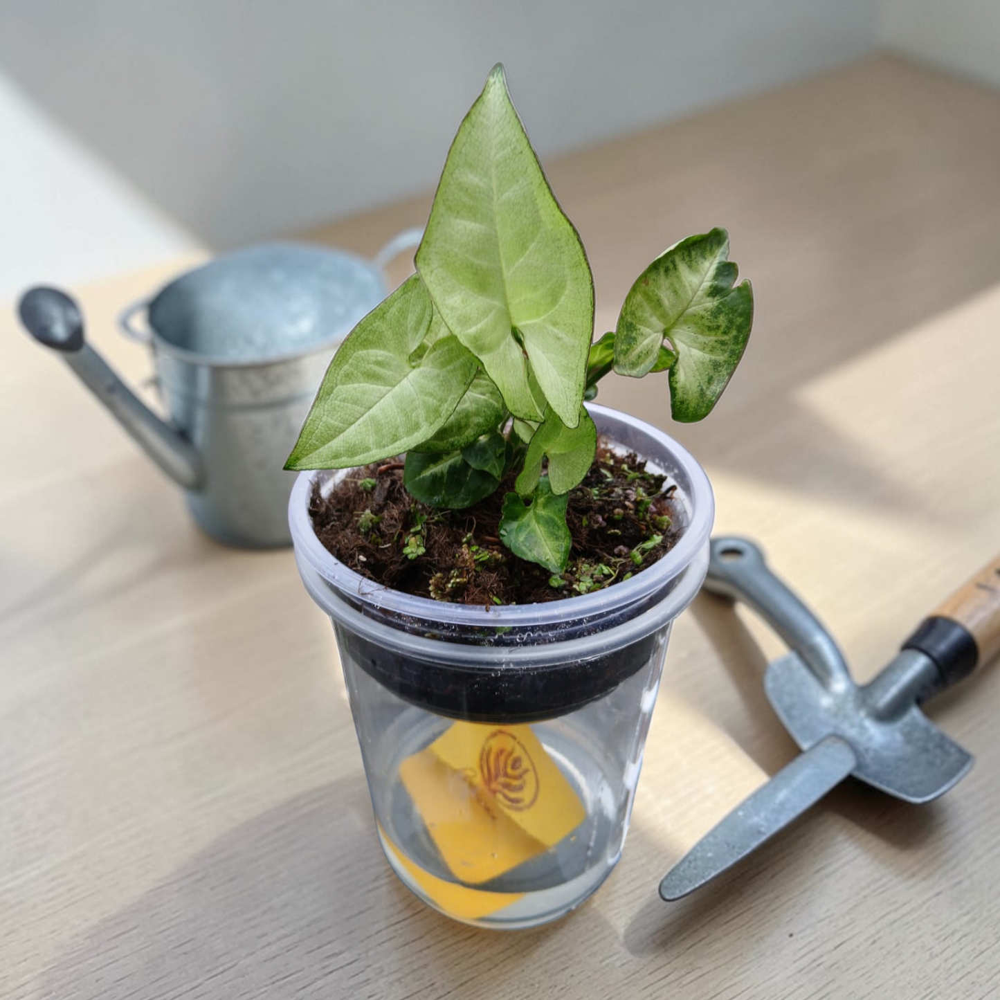 Bare Plant - Syngonium (Premium Packaging & Multiple Usage)