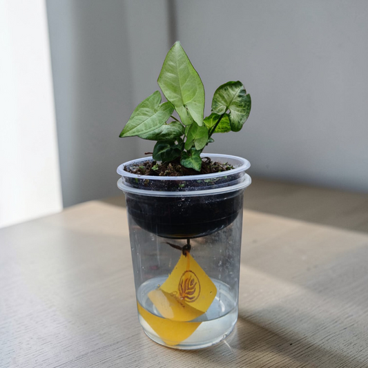 Bare Plant - Syngonium (Premium Packaging & Multiple Usage)