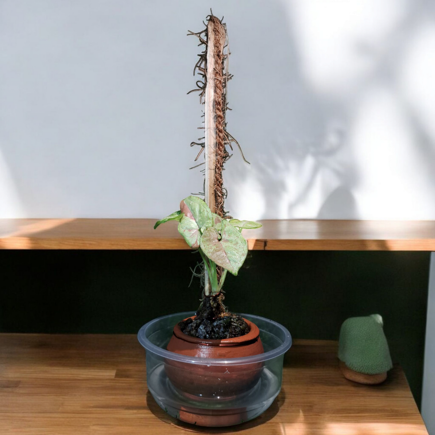 Pink Princess Climber