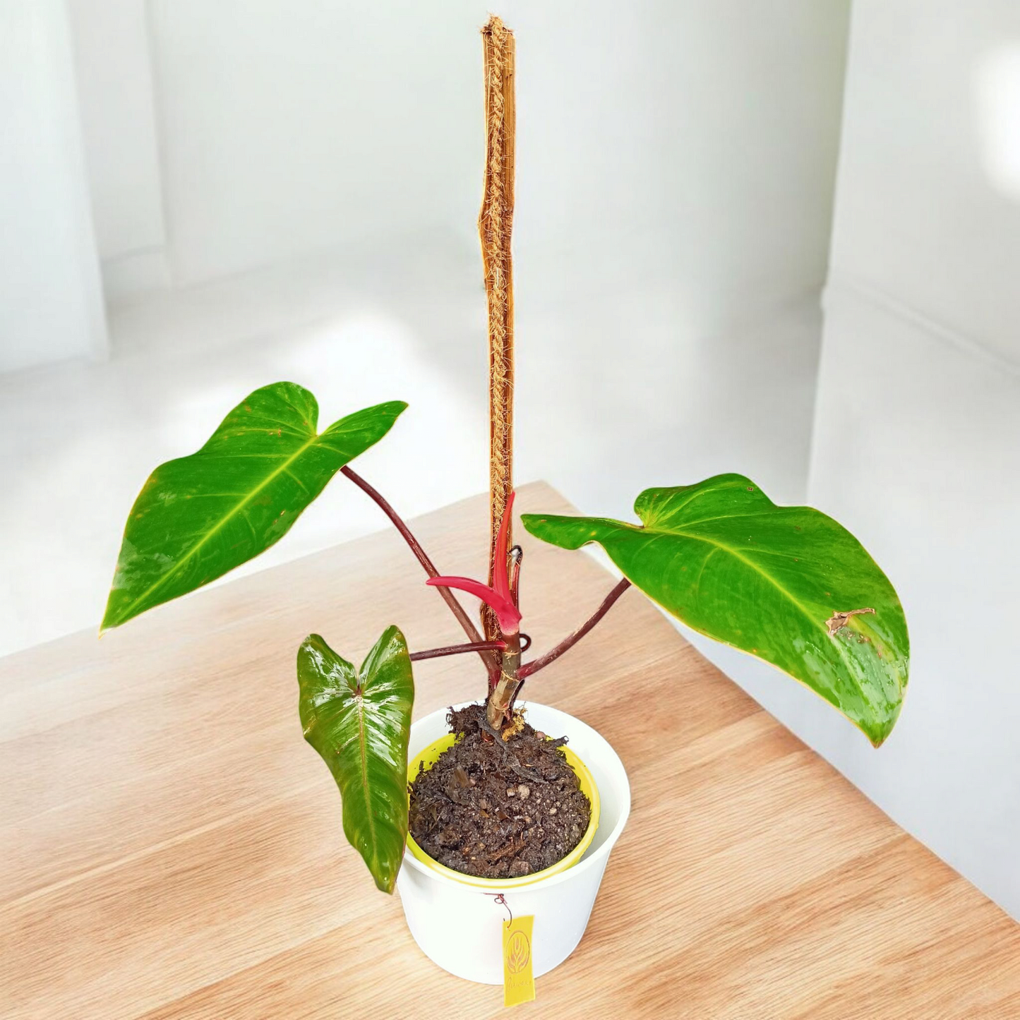 Philodendron erubescent 'Red Emerald'