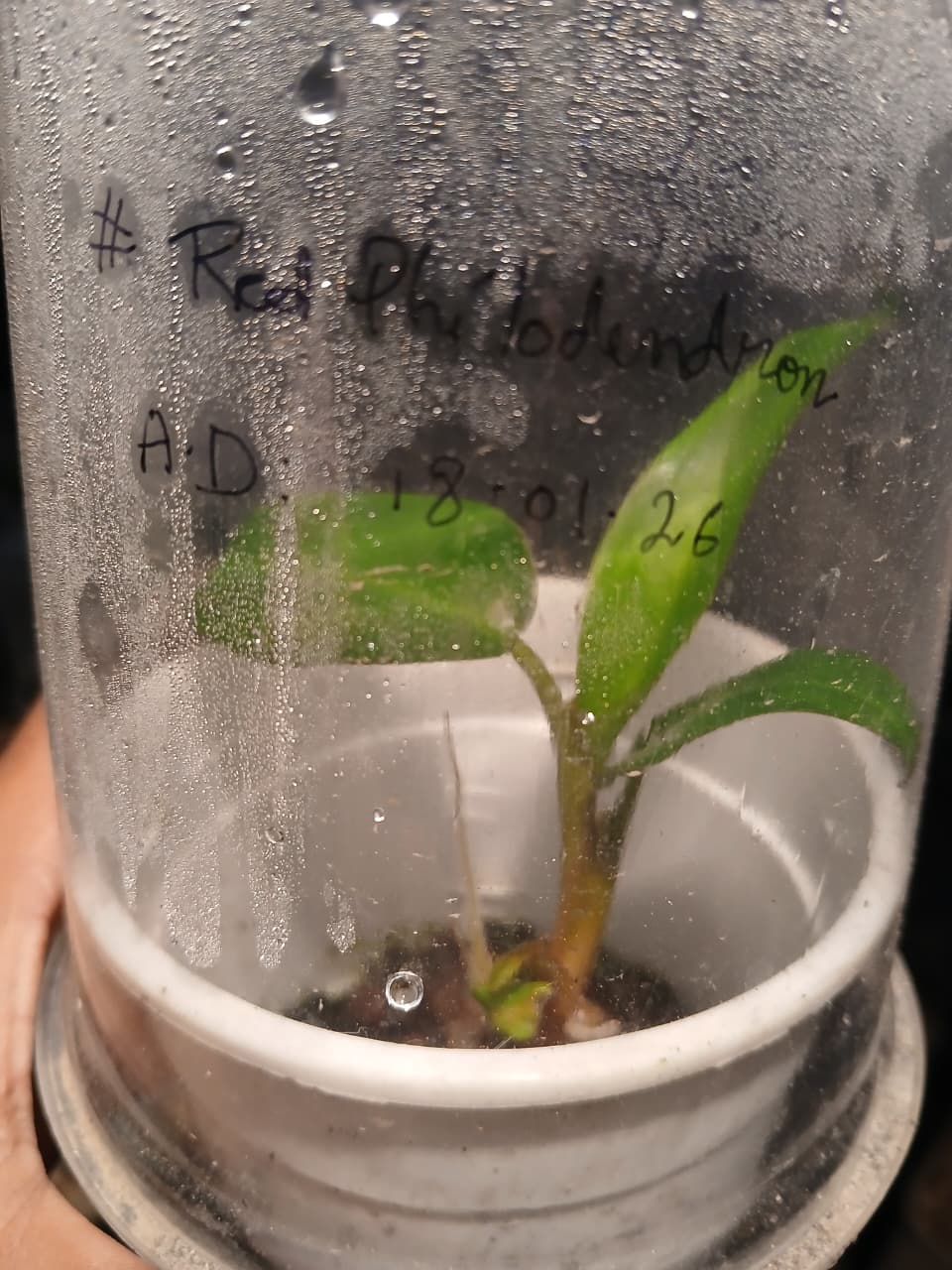 Why Potted Plants Fail and How Mimicking Natural Ecosystems Ensures Survival