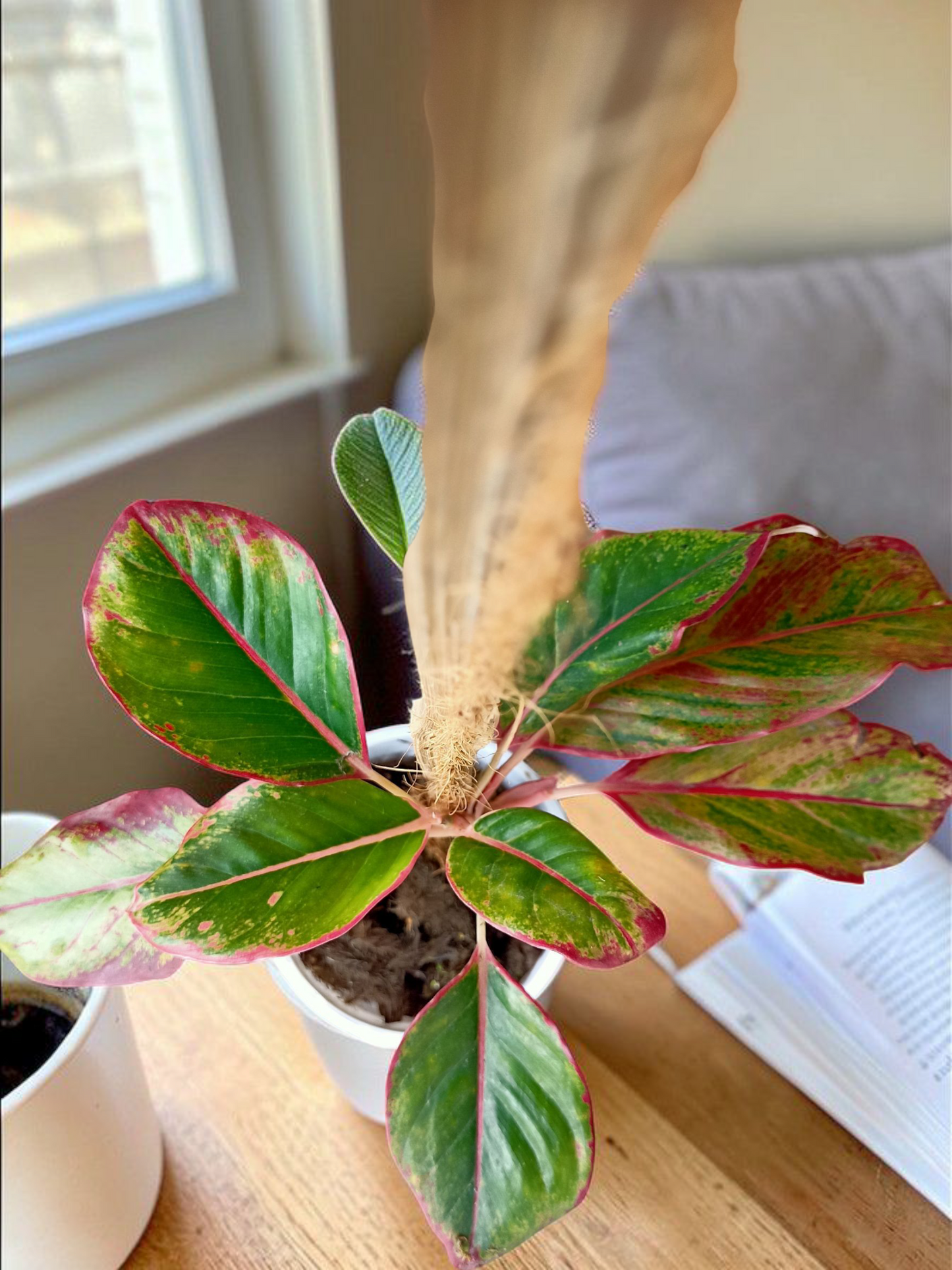 Ascend-Flow Aglaonema I Self Watering Potted Plant & 3ft Moss Stick