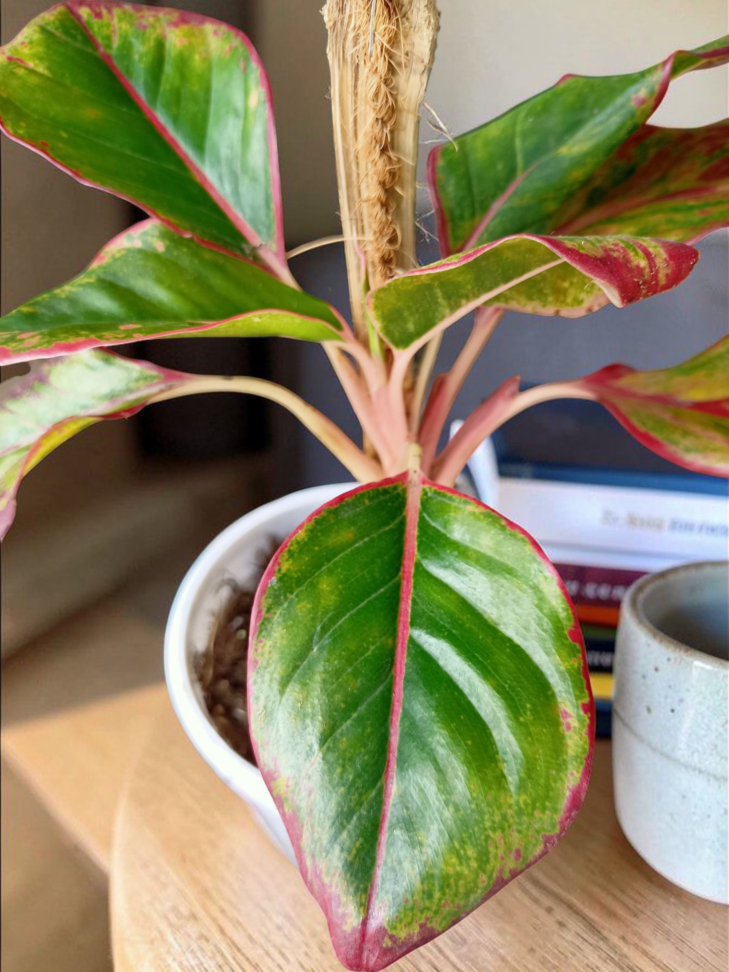 Ascend-Flow Aglaonema I Self Watering Potted Plant & 3ft Moss Stick