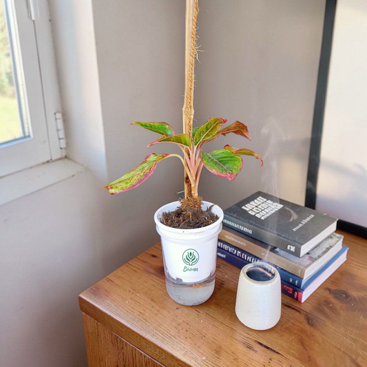 Ascend-Flow Aglaonema I Self Watering Potted Plant & 3ft Moss Stick