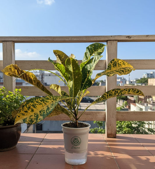 Self Watering Planter, Soil Less Plantation, Decorative Plant