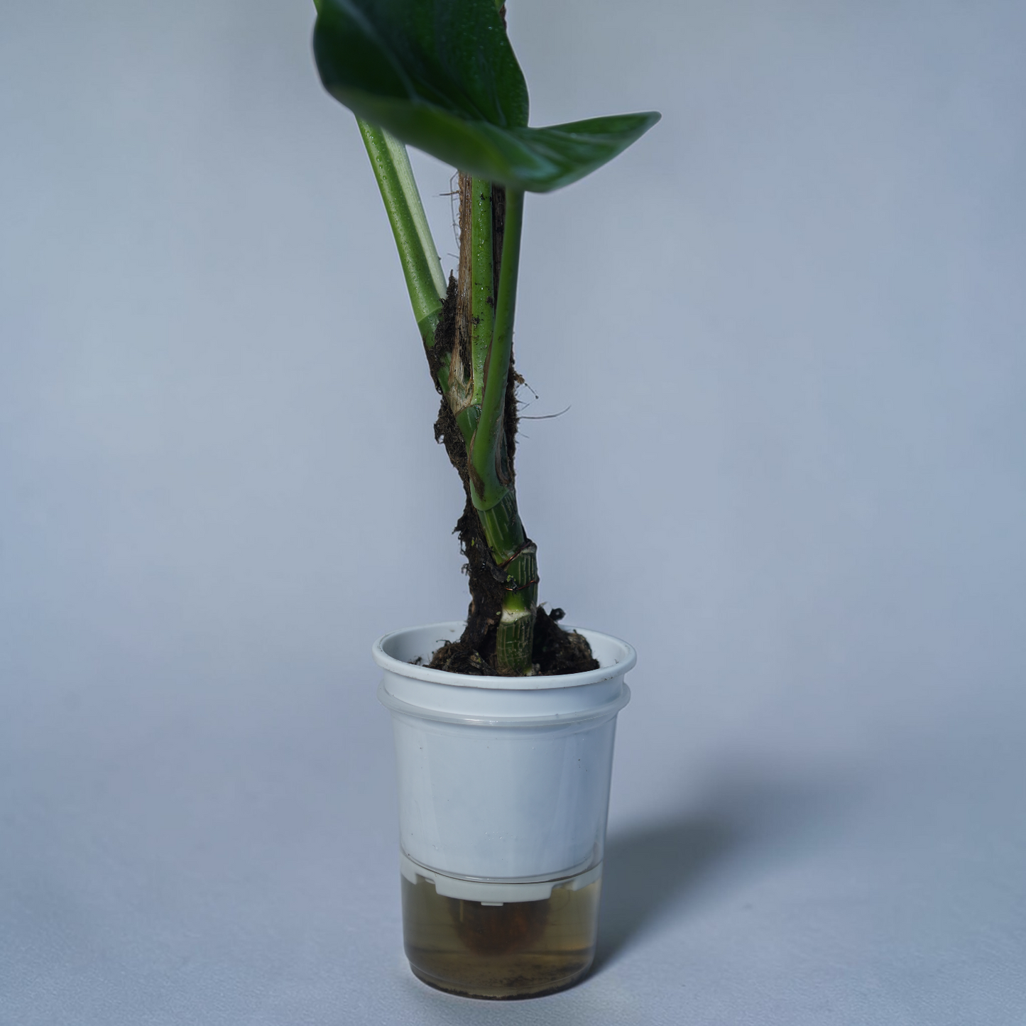 Big Money Plant - Philodendron Gloriosum (No Variegation)