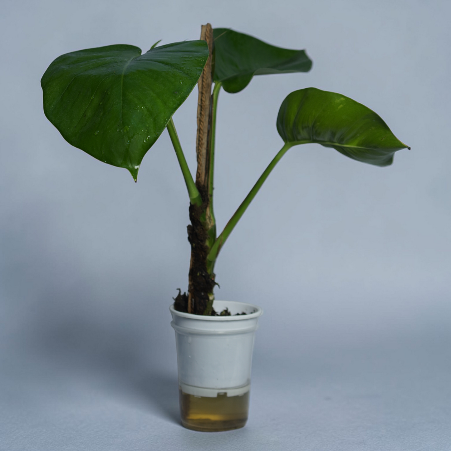 Big Money Plant - Philodendron Gloriosum (No Variegation)