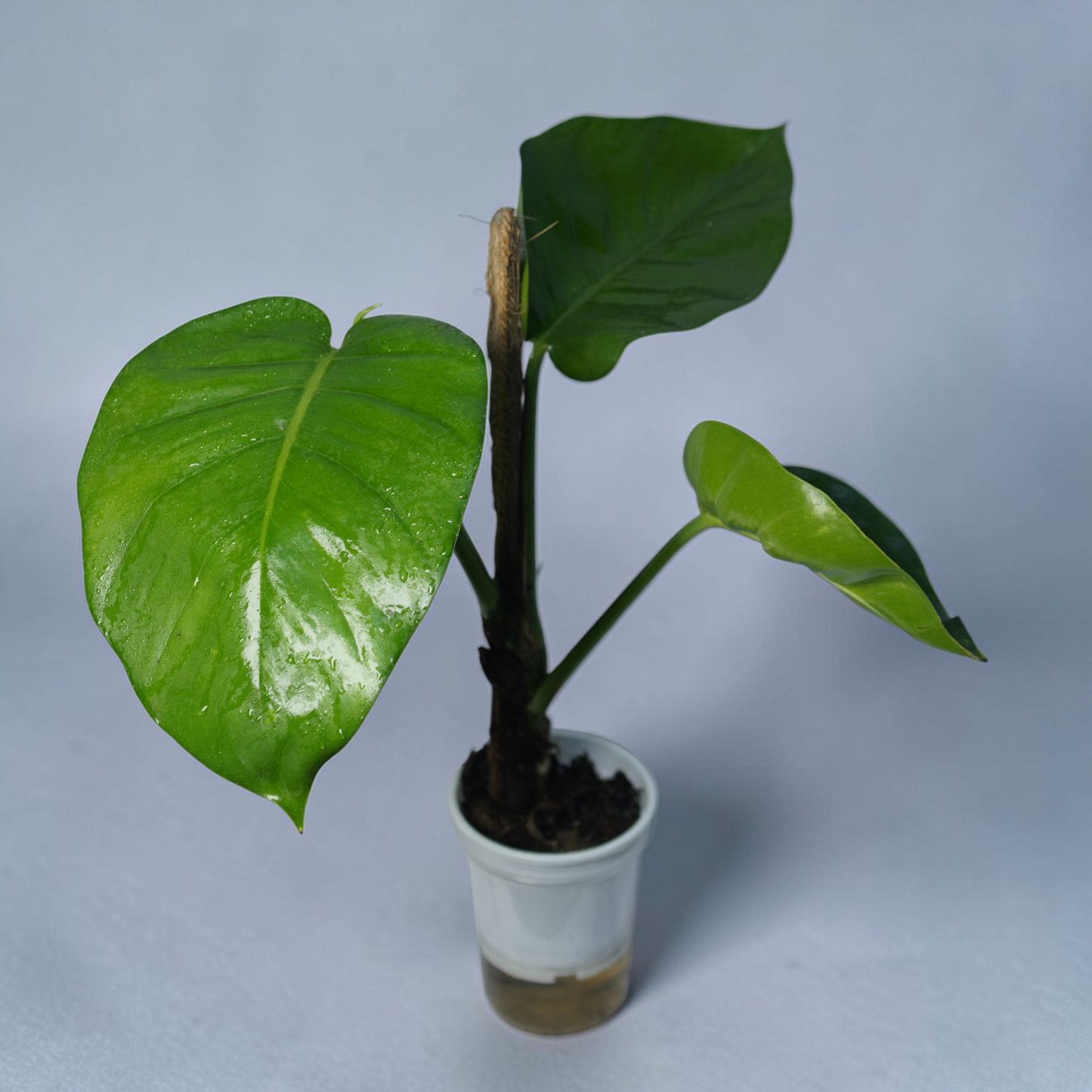 Big Money Plant - Philodendron Gloriosum (No Variegation)