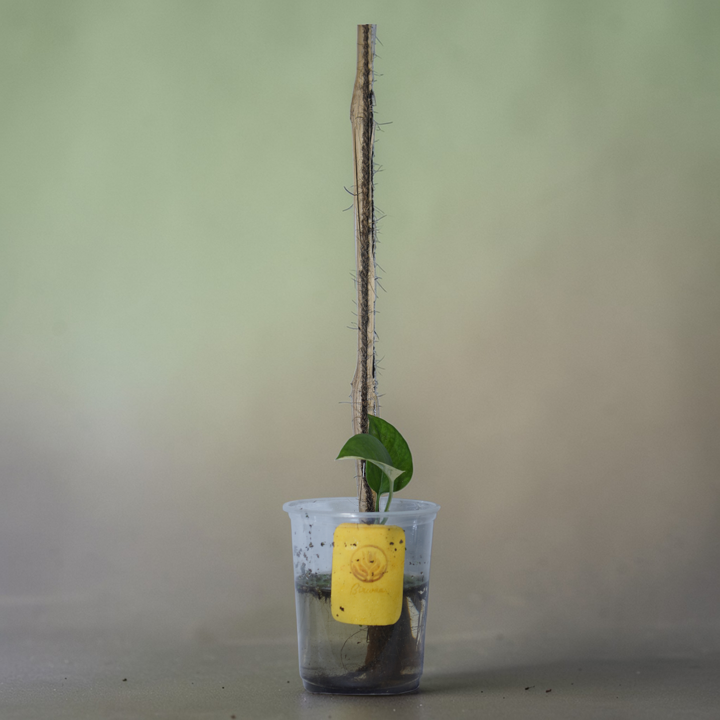 Philodendron hederaceum (Sweetheart Plant) – Classic green form