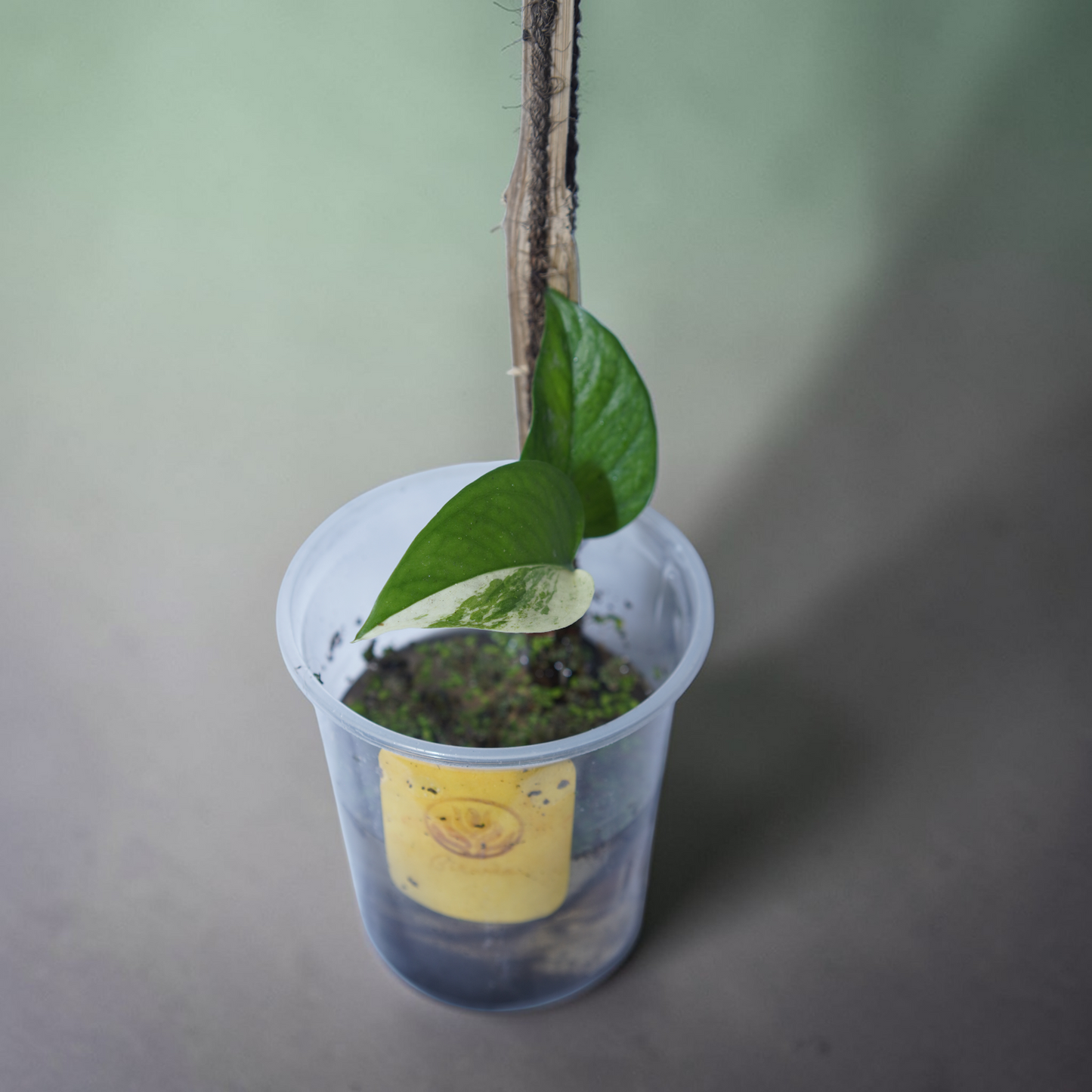 Philodendron hederaceum (Sweetheart Plant) – Classic green form