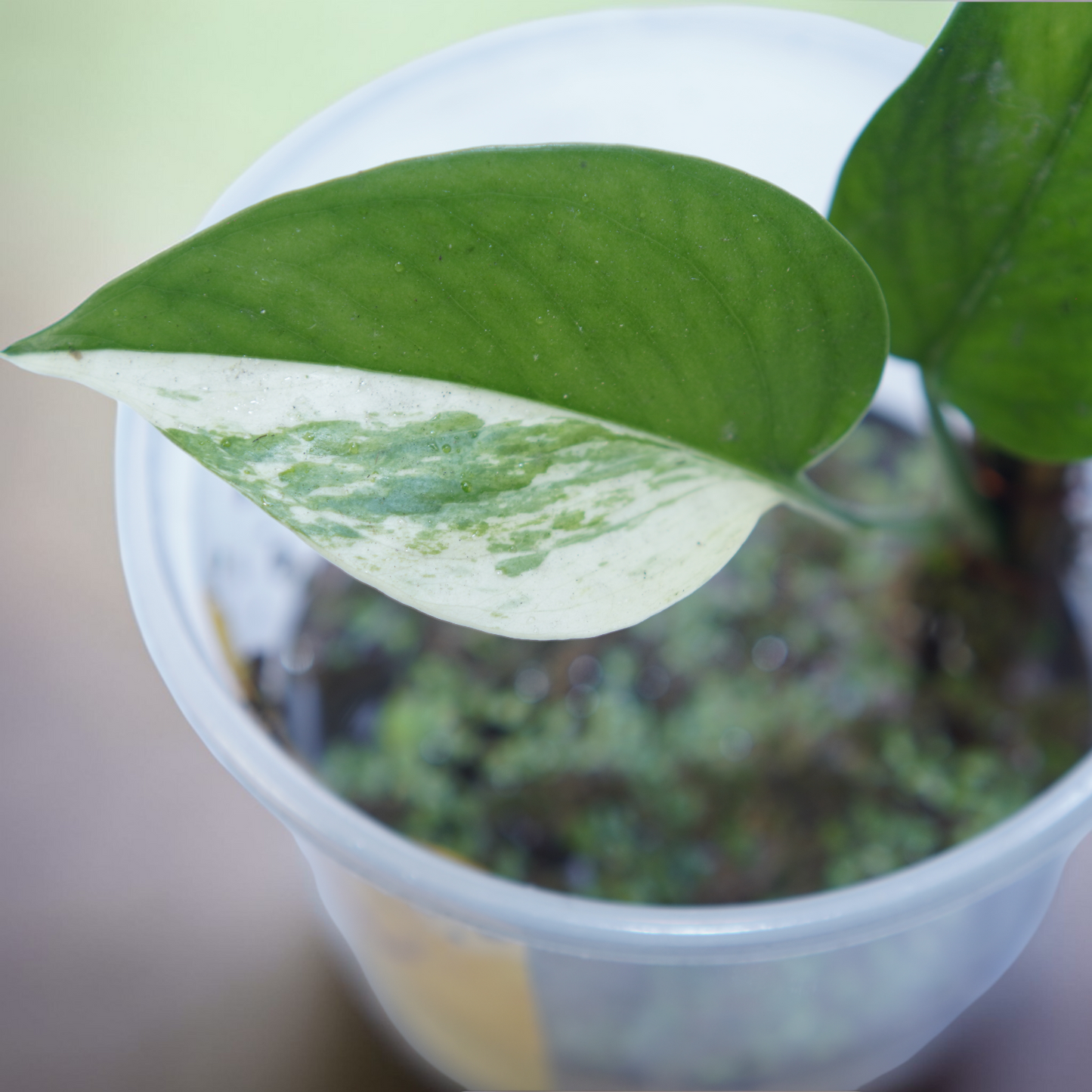 Philodendron hederaceum (Sweetheart Plant) – Classic green form