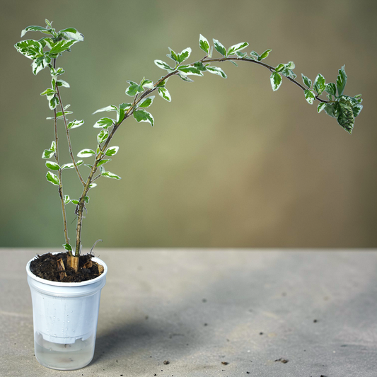 Ficus pumila 'Variegata' (Variegated Creeping Fig)