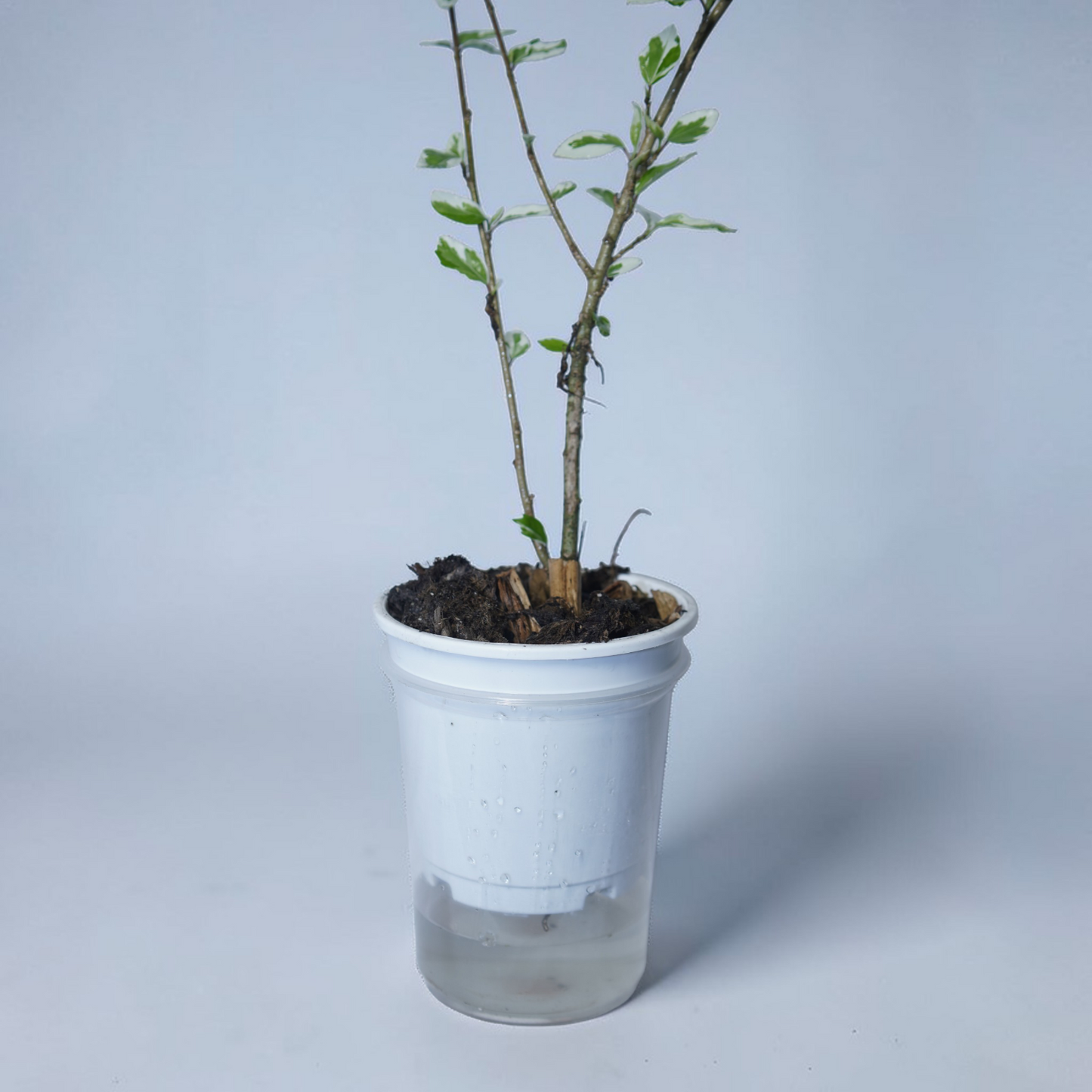 Ficus pumila 'Variegata' (Variegated Creeping Fig)