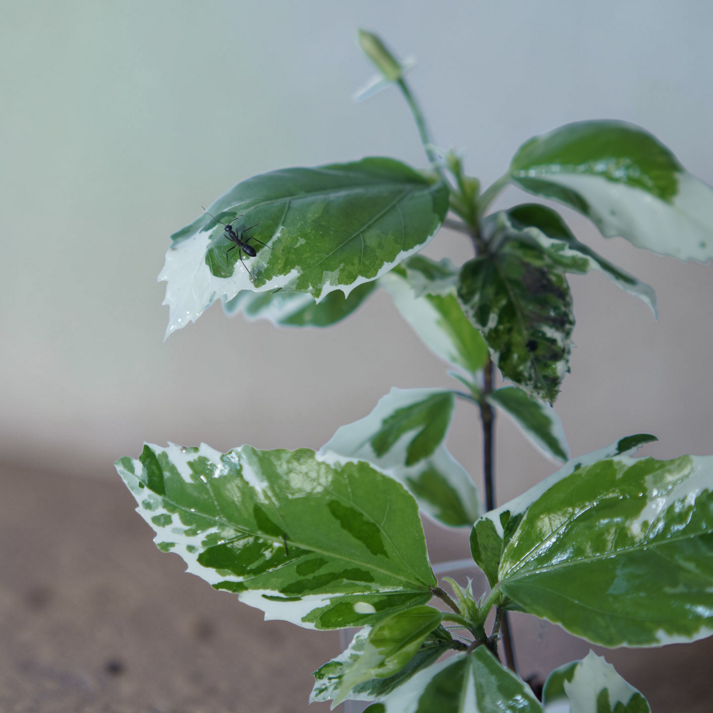 Ficus pumila 'Variegata' (Variegated Creeping Fig)