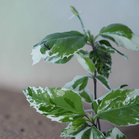 Ficus pumila 'Variegata' (Variegated Creeping Fig)