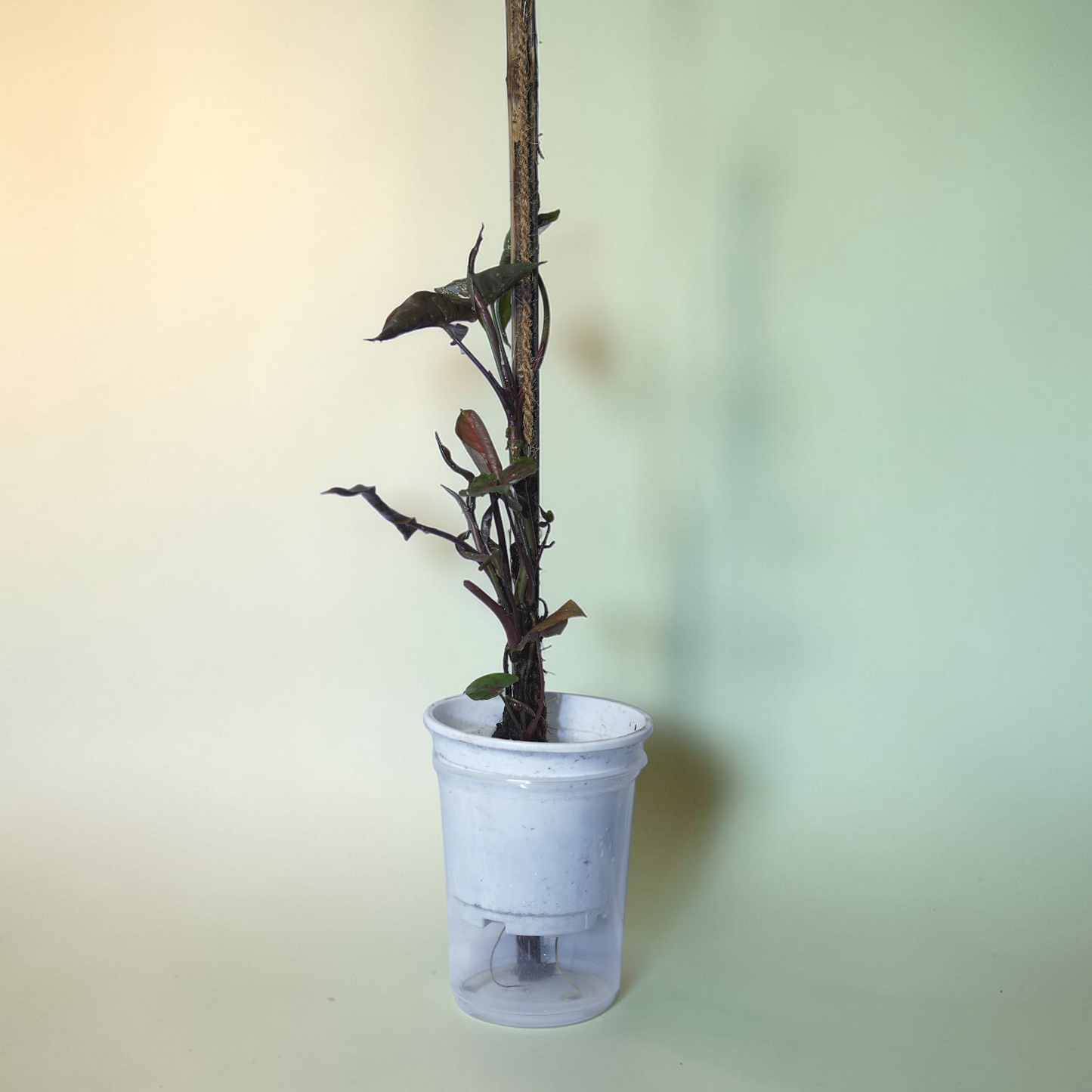 Syngonium podophyllum 'Red Heart' (Arrowhead Plant) – Maroon heart-shaped leaves