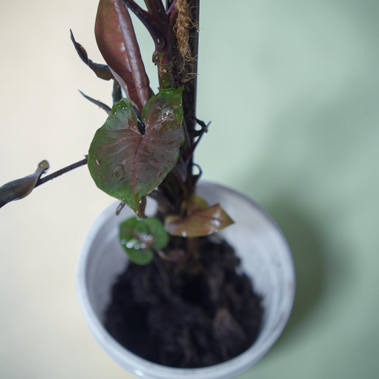 Syngonium podophyllum 'Red Heart' (Arrowhead Plant) – Maroon heart-shaped leaves