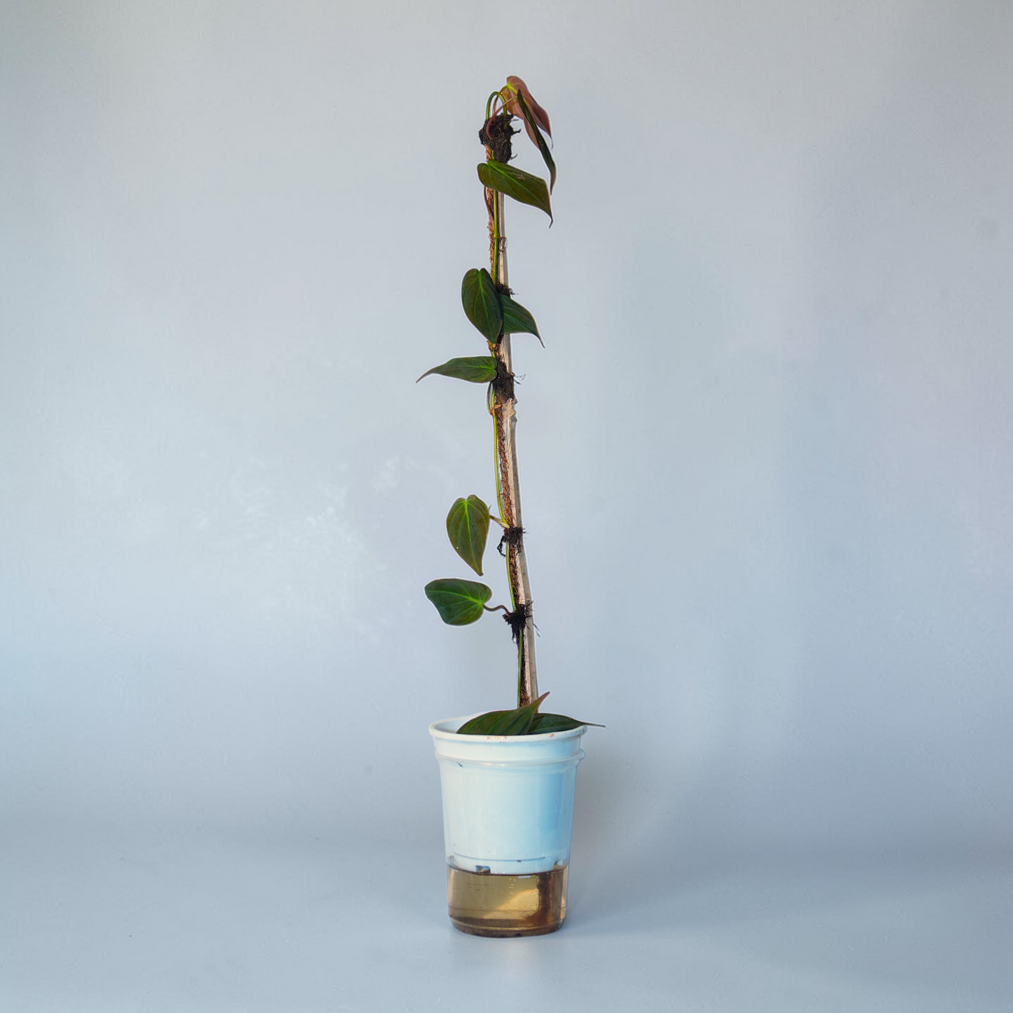 Philodendron erubescens 'Pink Princess' Variegated cultivar with pink splashes