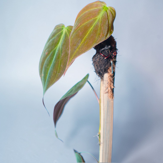 Philodendron erubescens 'Pink Princess' Variegated cultivar with pink splashes