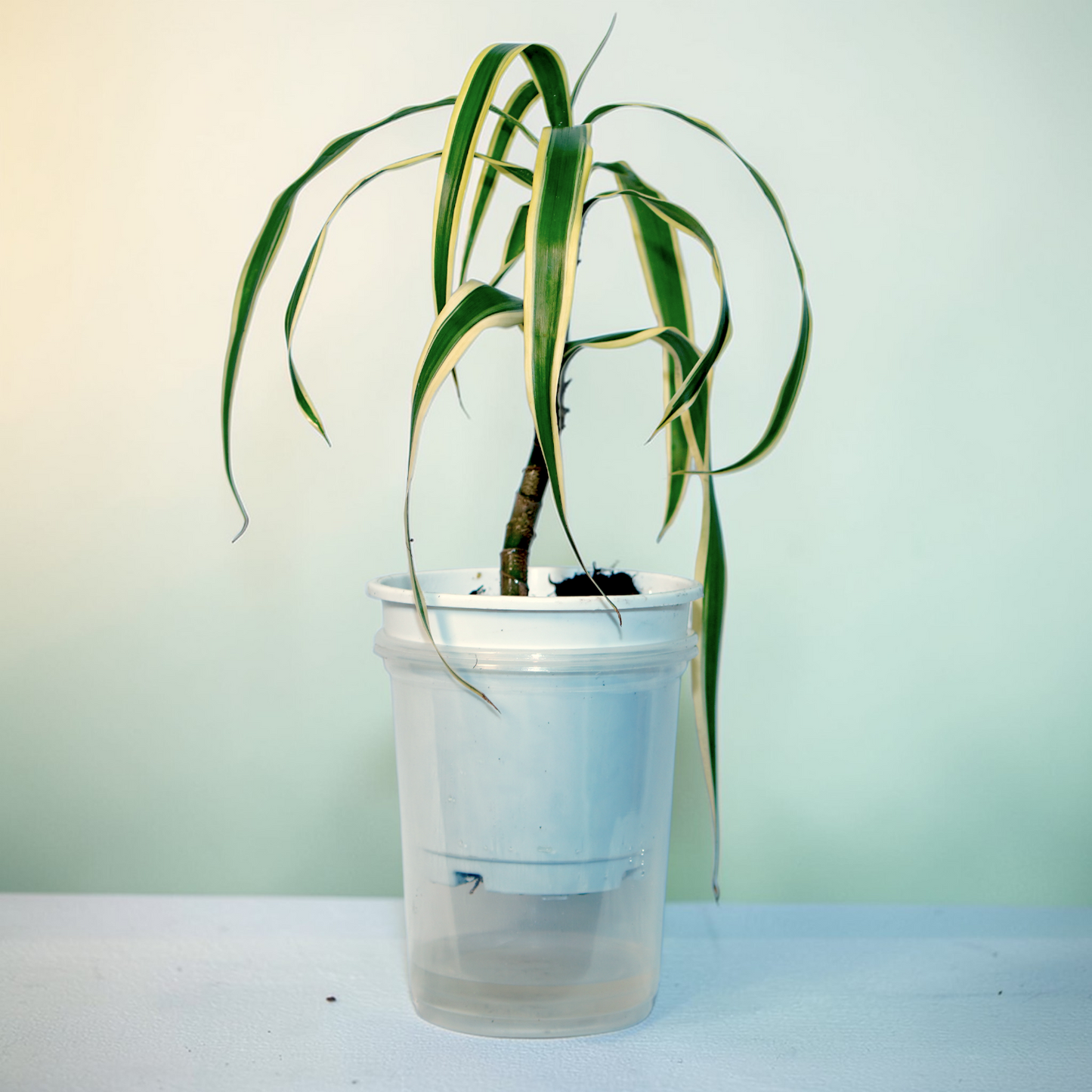 Variegated Dracaena Cane (fragrans 'Lemon Lime')