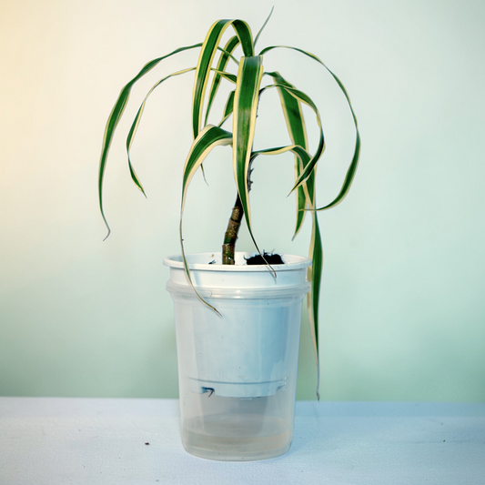 Variegated Dracaena Cane (fragrans 'Lemon Lime')