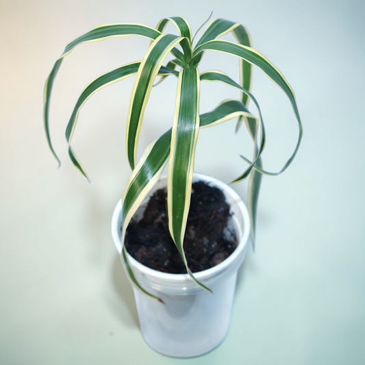 Variegated Dracaena Cane (fragrans 'Lemon Lime')