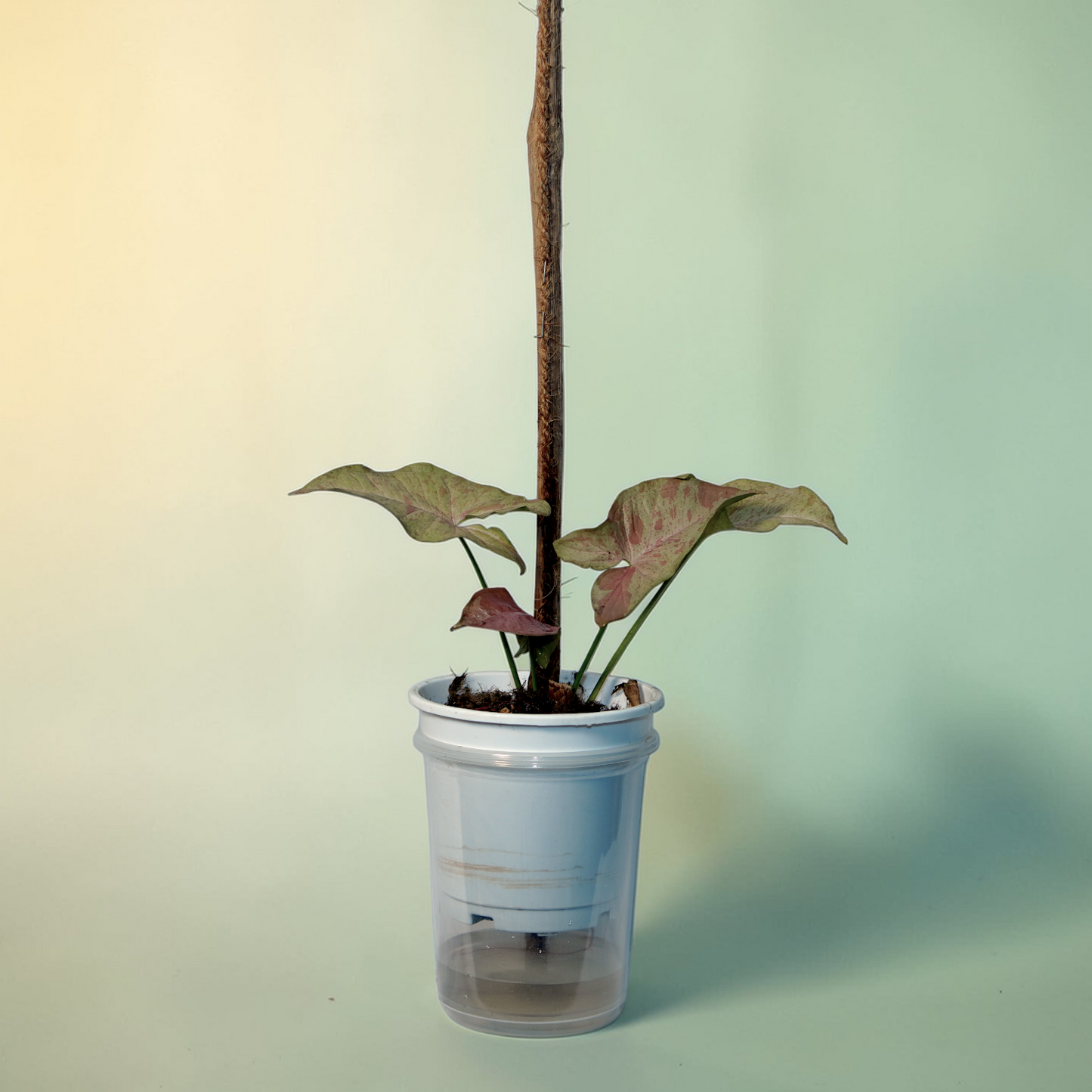 Syngonium podophyllum (Arrowhead Plant / Arrowhead Vine / Nephthytis)