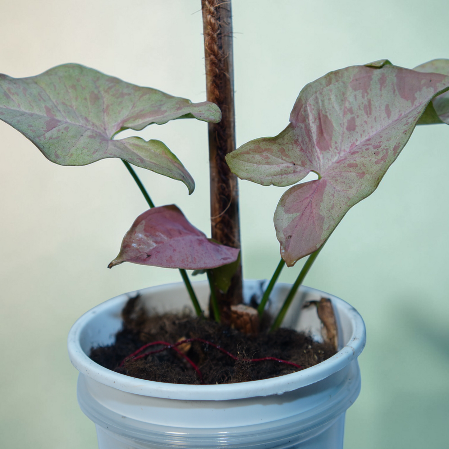 Syngonium podophyllum (Arrowhead Plant / Arrowhead Vine / Nephthytis)