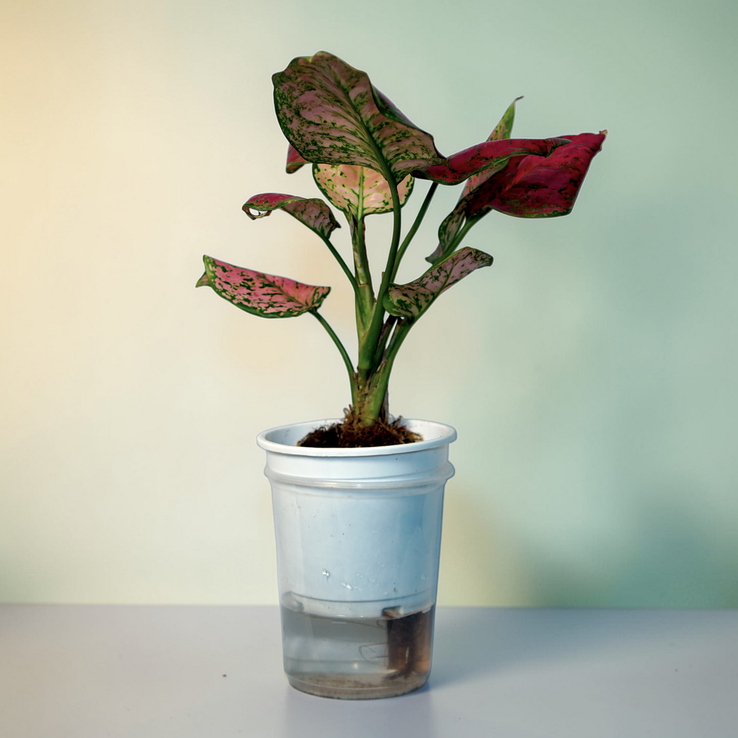 Aglaonema 'Pink Splash' – highly variegated (pink-dominant foliage with green speckles)