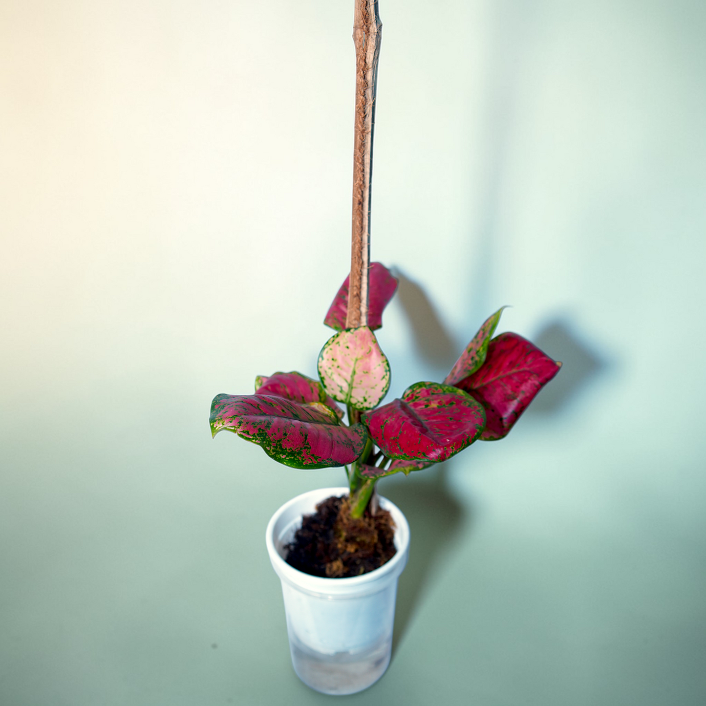 Aglaonema 'Pink Splash' – highly variegated (pink-dominant foliage with green speckles)