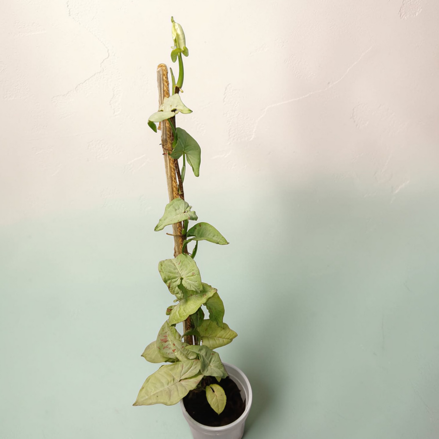 Syngonium podophyllum 'White Butterfly'