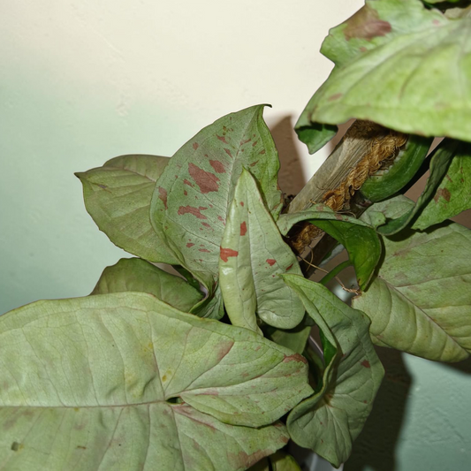 Syngonium podophyllum 'White Butterfly'