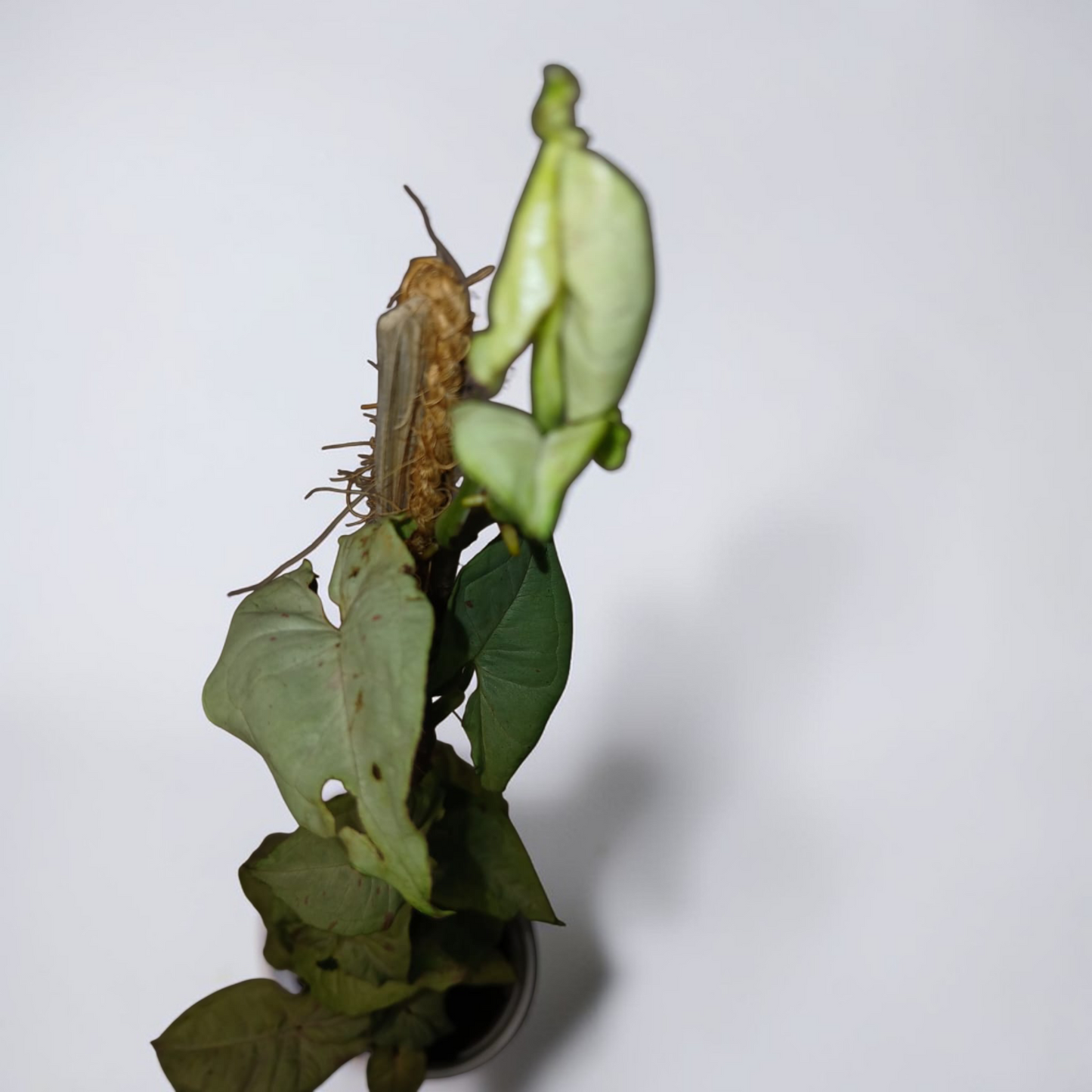 Syngonium podophyllum 'White Butterfly'