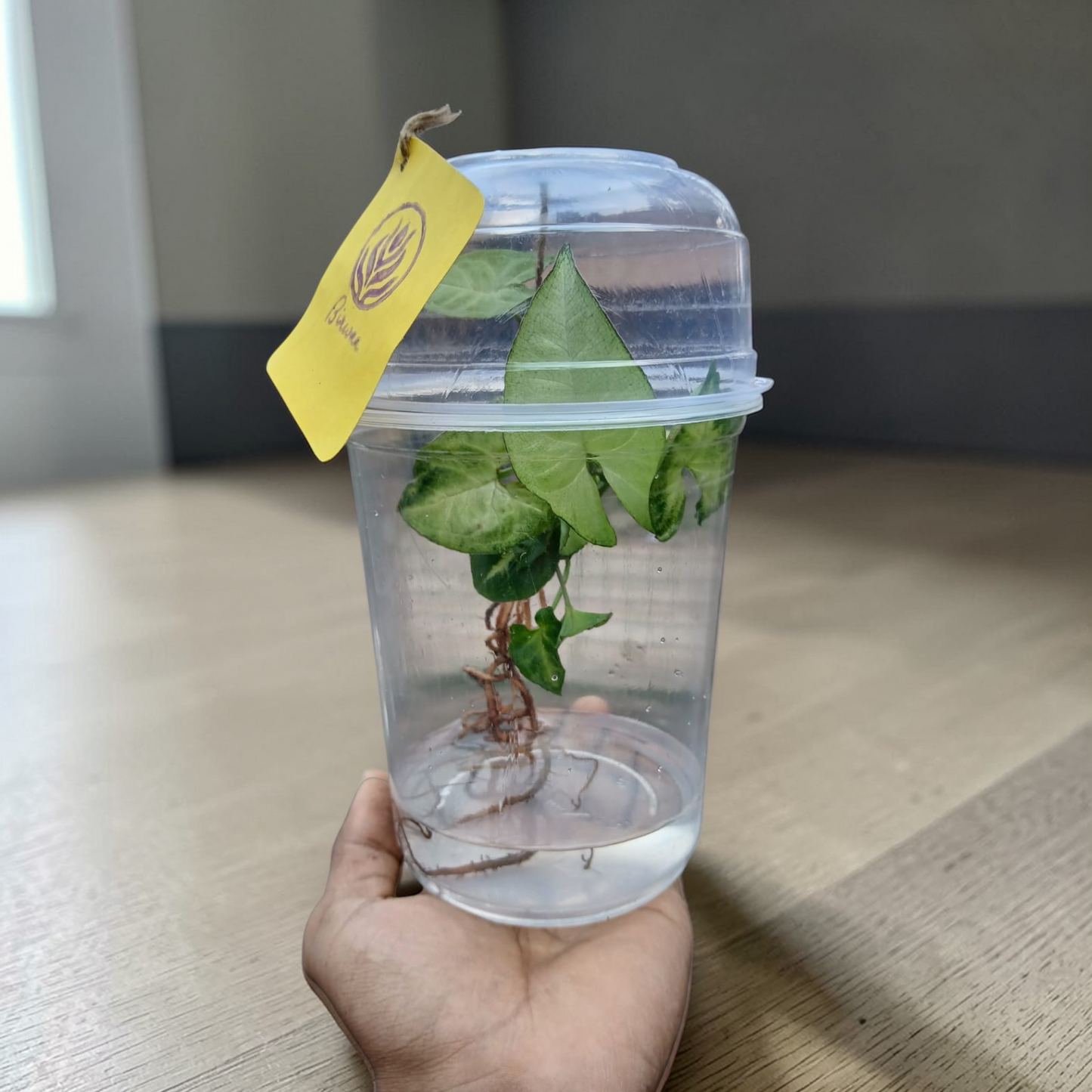 Bare Plant - Syngonium (Premium Packaging & Multiple Usage)