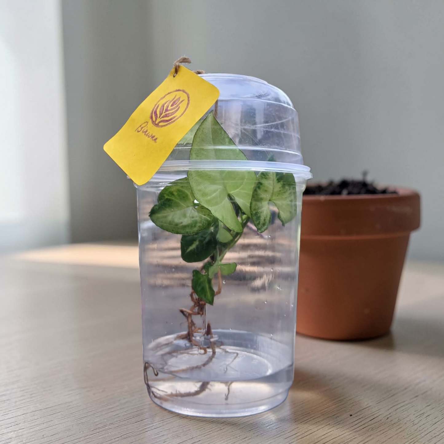 Bare Plant - Syngonium (Premium Packaging & Multiple Usage)