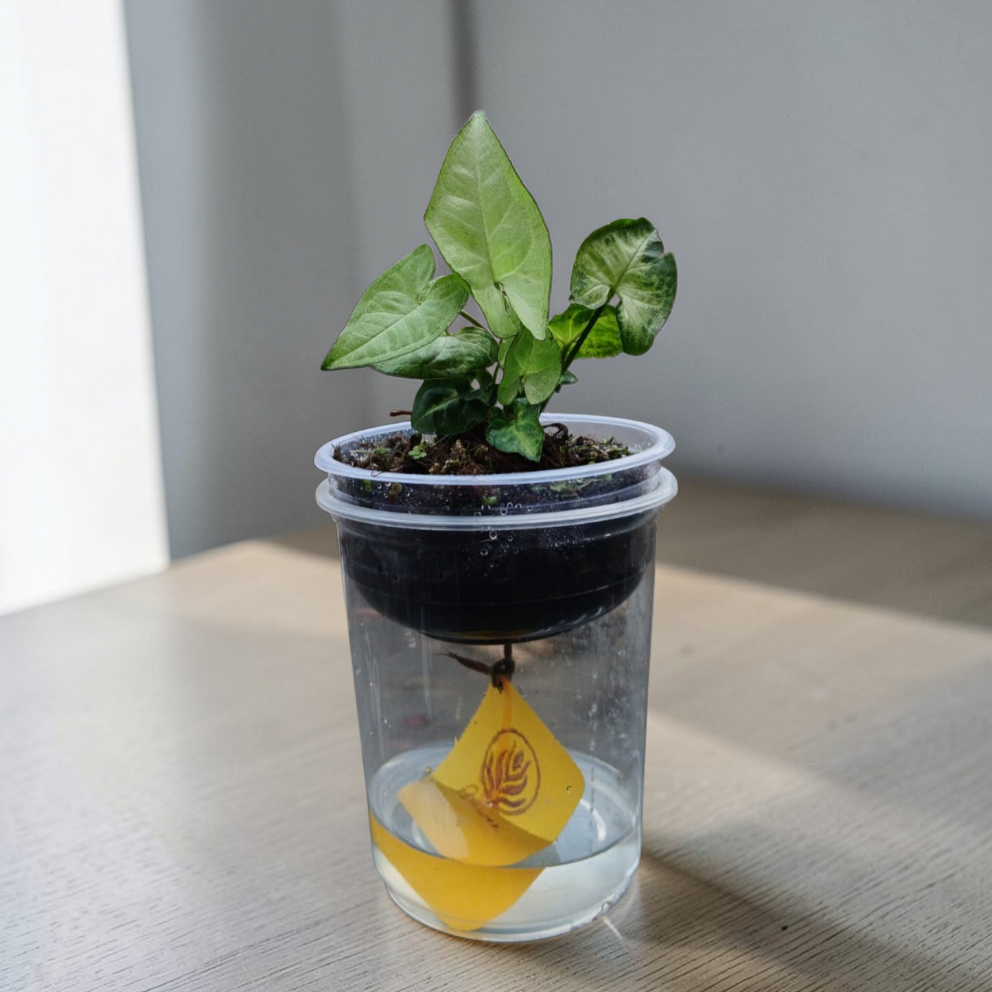 Bare Plant - Syngonium (Premium Packaging & Multiple Usage)