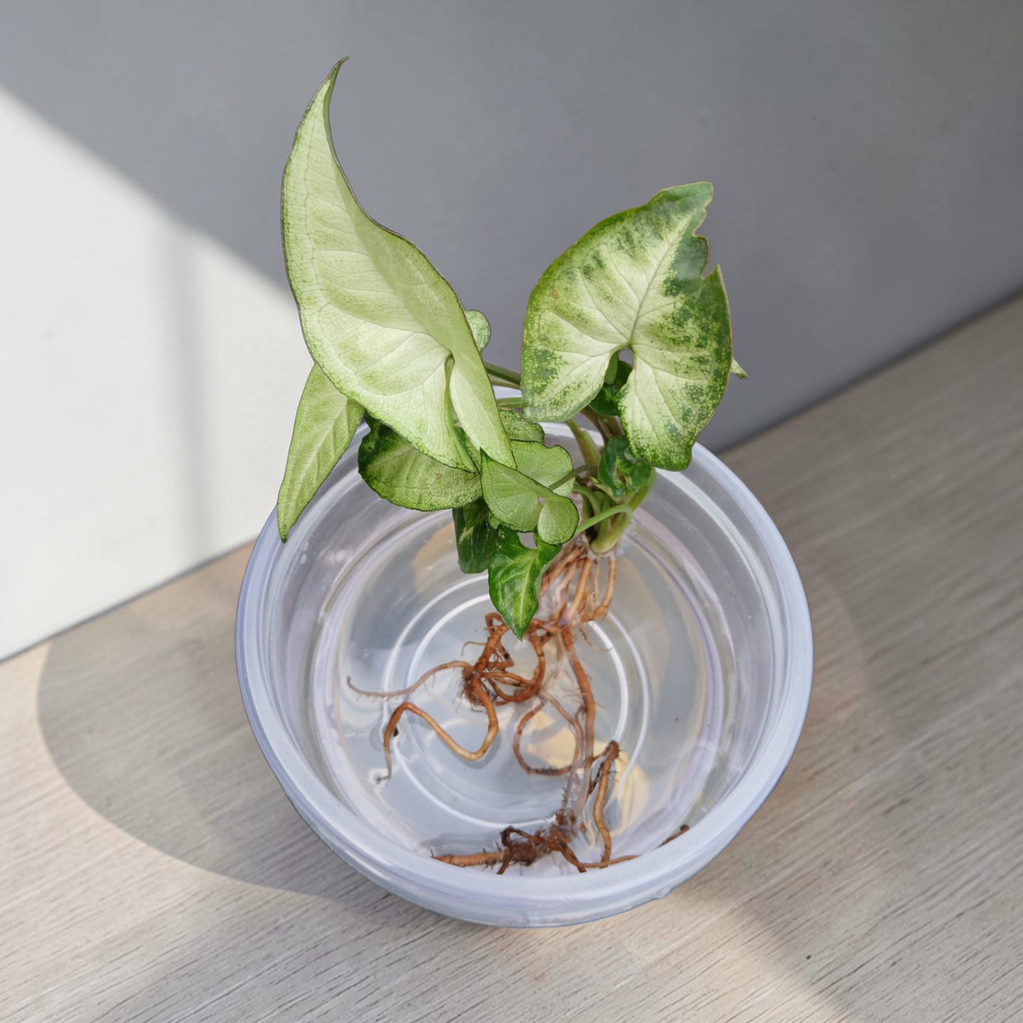 Bare Plant - Syngonium (Premium Packaging & Multiple Usage)