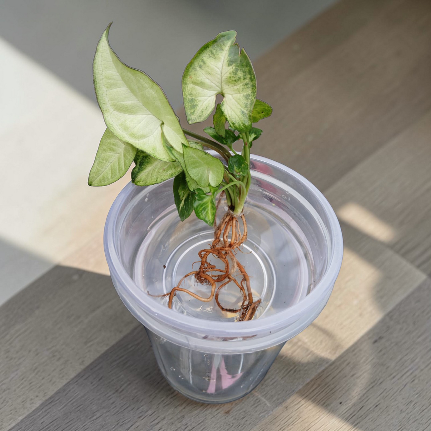 Bare Plant - Syngonium (Premium Packaging & Multiple Usage)